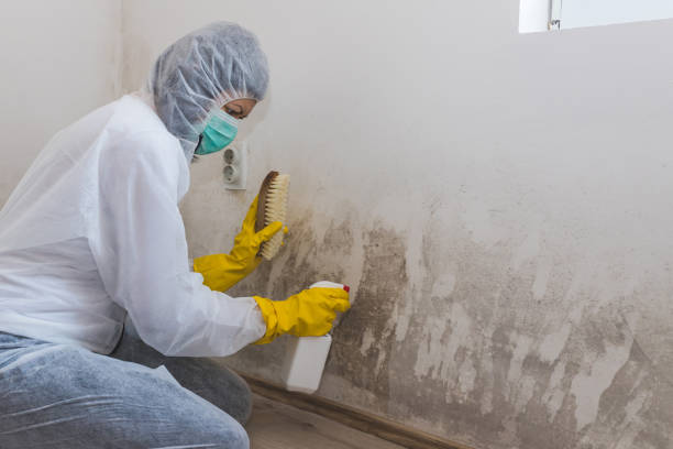 Best Toxic Mold Removal  in De Soto, MO